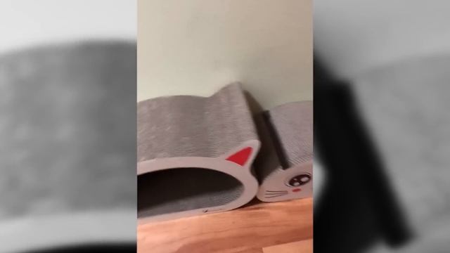 Why Your Cat Won’t Use the Scratching Post смотреть онлайн