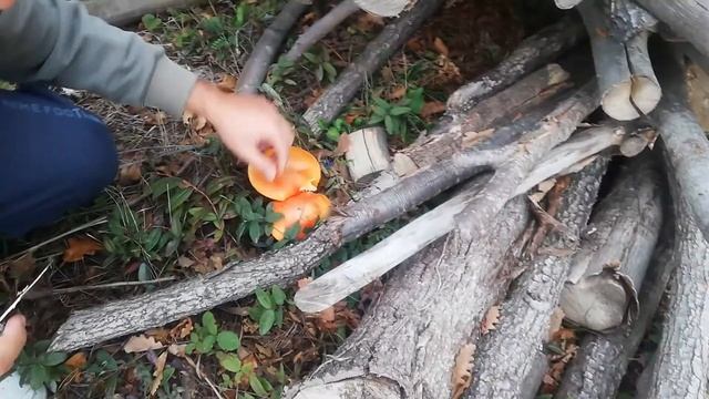İmparator mantarı amanita caesarea смотреть онлайн