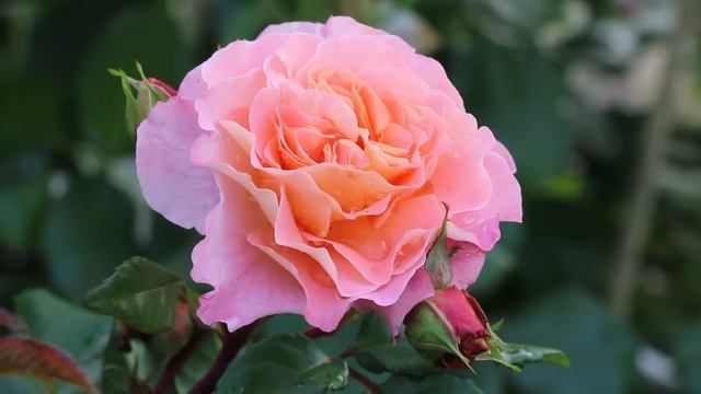 ЛЮБИМЫЕ СОРТА РОЗ СЧАСТЛИВОГО САДОВОДА смотреть онлайн