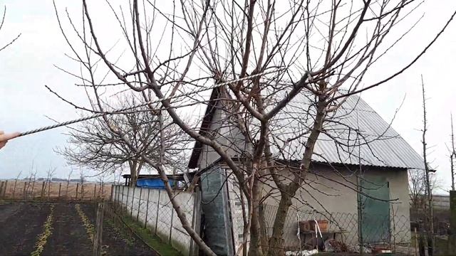 Абрикос: немного об омолаживающей и формирующей обрезке смотреть онлайн