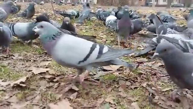 голубь проглотил кусок хлеба