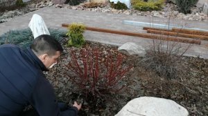 ОБРЕЗКА ДЕРЕНА 2021. Дерен белый Элегантиссима. Дерен  белый Шпета.