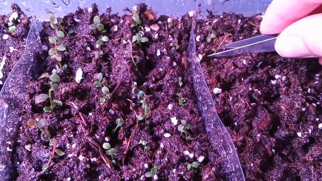 Плесень на голубике inVitro! Срочно пересаживаю в кислый торф! Микрочеренкование голубики. смотреть онлайн