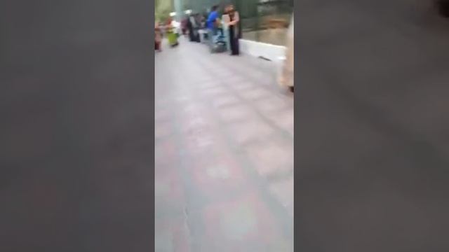 Зоопарк в Дубае 6 смотреть онлайн