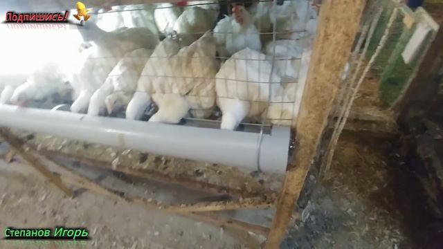 Бройлеры Сделал Новую Клетку для Бройлеров