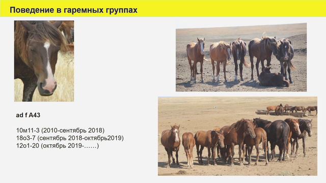 29.11.2019 Лошади: социальные группы и поведение смотреть онлайн