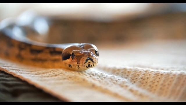 portrait of a snake at home python смотреть онлайн