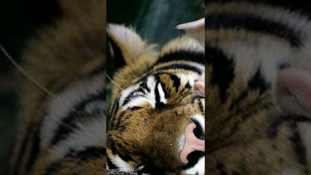 Самое милое видео этого дня смотреть онлайн