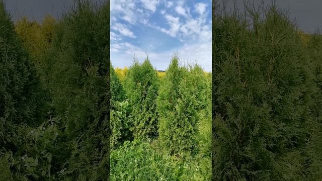 Туя Западная Пирамидалис Компакта / Thuja occidentalis Pyramidalis Compacta смотреть онлайн