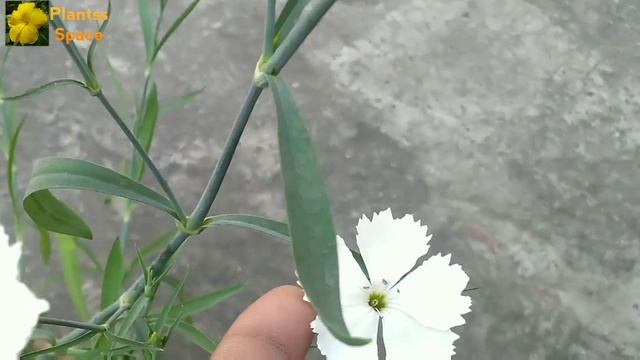 264- Dianthus, Carnation (Dianthus Caryophyllus), Sweet William (Dianthus Barbatus), Dianthus Famil смотреть онлайн