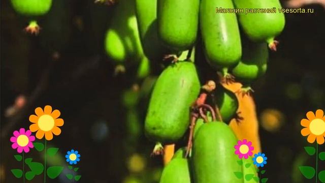 Актинидия аргута Джамбо. Краткий обзор, описание характеристик actinidia arguta Jumbo смотреть онлайн