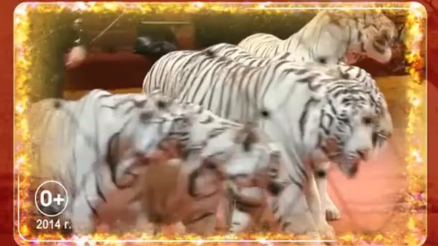 Единственный в мире аттракцион Белые тигры