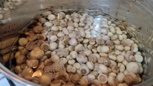 Маринованные шампиньоны на зиму .  Очень легко и просто !!!