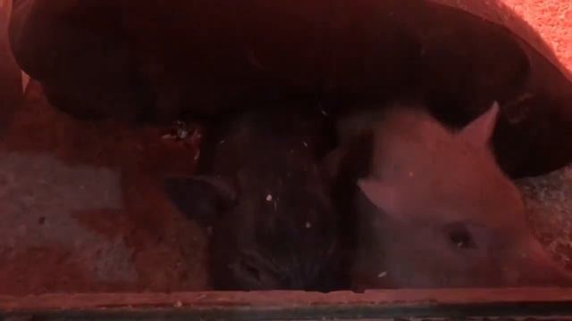 МУХАММАД В ЗООФЕРМЕ ЗИМОЙ🥶 смотреть онлайн