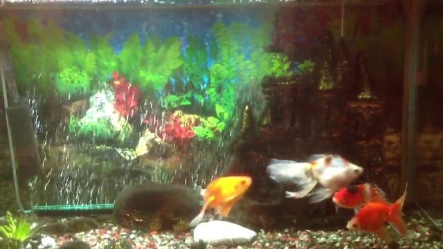 Результат лечения рыбки смотреть онлайн