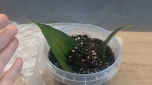 РАЗМНОЖЕНИЕ Антуриума ЛИСТОМ день 25.