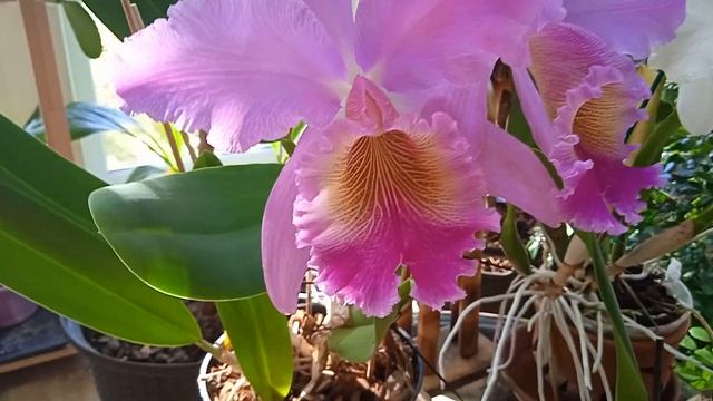 Cattleya Fabia, старинный каттлейный гибрид