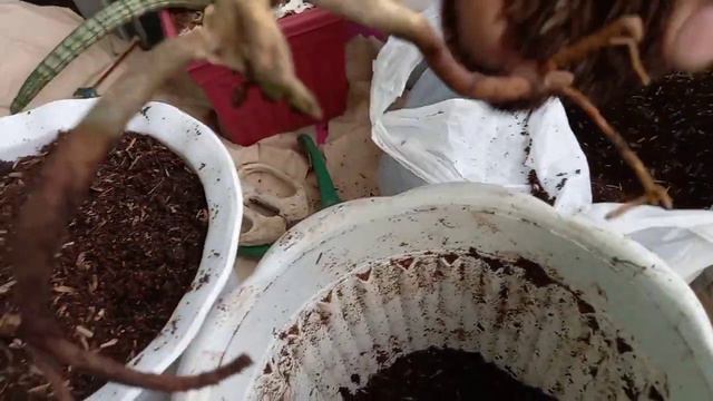 Aglaonema plant propagation and care tips смотреть онлайн