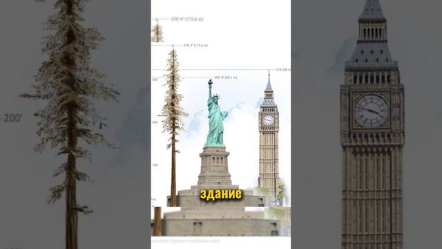 Самое высокое дерево в мире смотреть онлайн