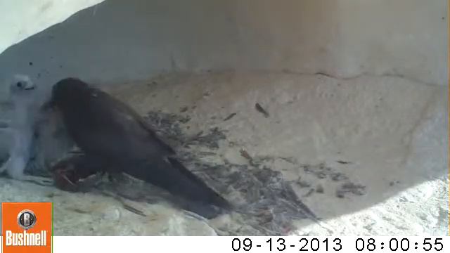 Eleonora's falcon смотреть онлайн