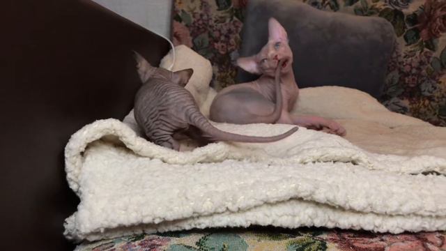 Сфинкс в 5 месяцев и 1 месяц🐈🐈 Дружная сфинксячья семейка❤️ смотреть онлайн