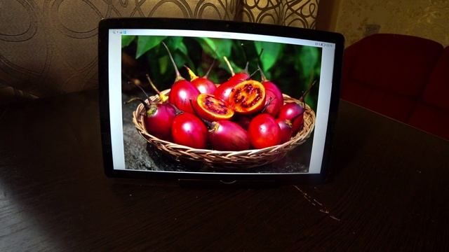 Экзотика в саду. Цифомандра