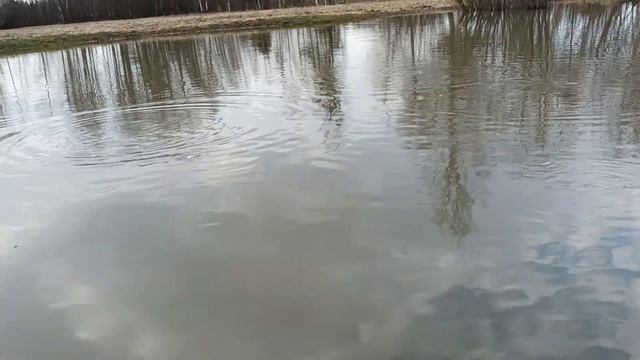 Рыба уже кушает. Пруд разлился. 09.04. 2023. смотреть онлайн