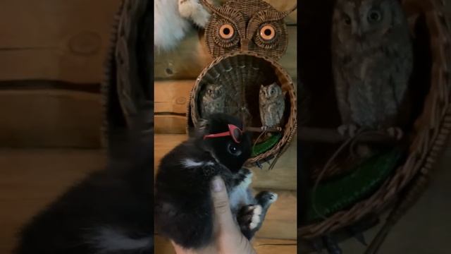 Кролика, уж точно сплюшки не ждали ? смотреть онлайн