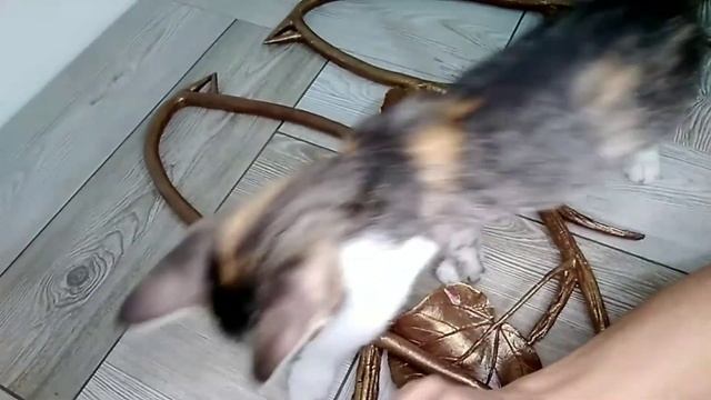 Мастер класс,"Птички на ветке" 2часть.Лепим своими руками ? смотреть онлайн