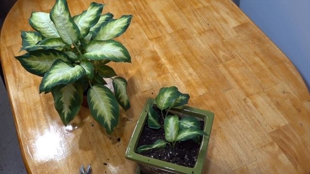 11 Lucky house plants for home and office смотреть онлайн