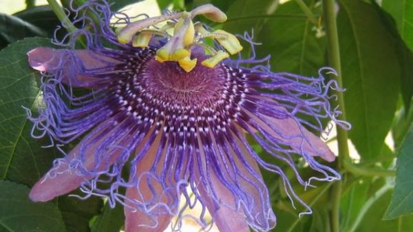 Экзотические цветы