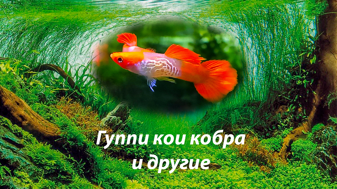 Гуппи кои кобра и другие морфы кои смотреть онлайн