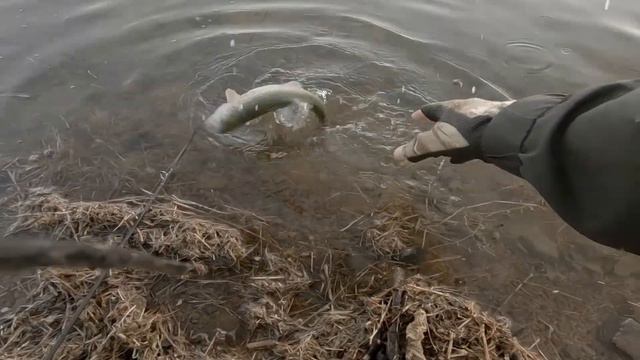 Fish Crack смотреть онлайн