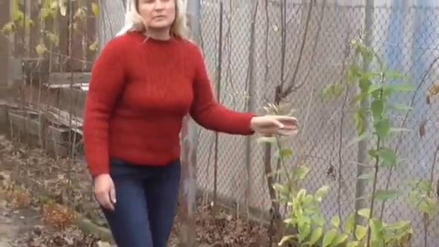 Дизайн сада. Посадка вейгелы смотреть онлайн