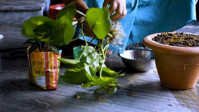Money Plant Cutting Garne ra Sarne Season Ayo I Money Plant Cutting and Planting I Pabitra Garden смотреть онлайн