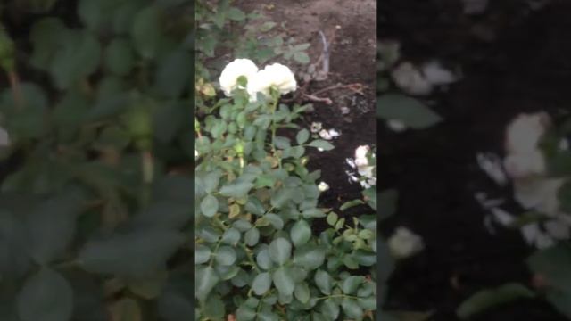 Сорт чайно-гибридной розы "Уайт Мейдиленд" смотреть онлайн