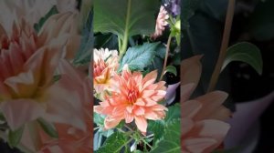 георгина сорт Гэллери Пабло( Dahlia Gallery Pablo) 06.02.2022