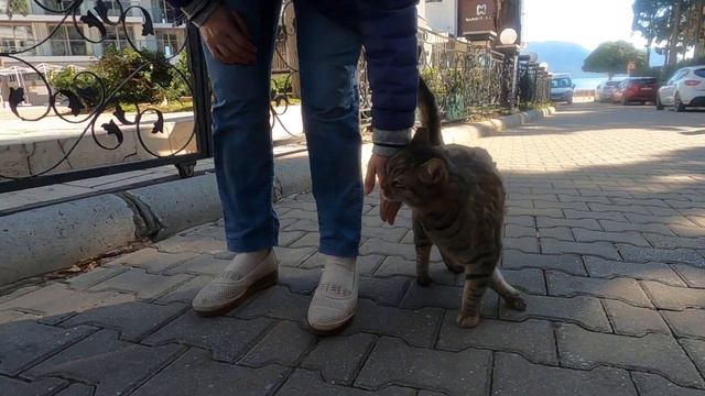 Cat in the hotel garden came running up to me and began to meow loudly смотреть онлайн
