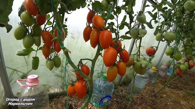 ТОМАТ ПЛАМЯ. Обзор и особенности. смотреть онлайн