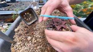 Спасаем Хавортию потерявшую корни. Реанимация суккулентов.