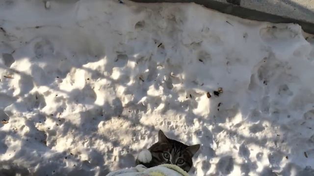 Как кот возвращается домой) смотреть онлайн