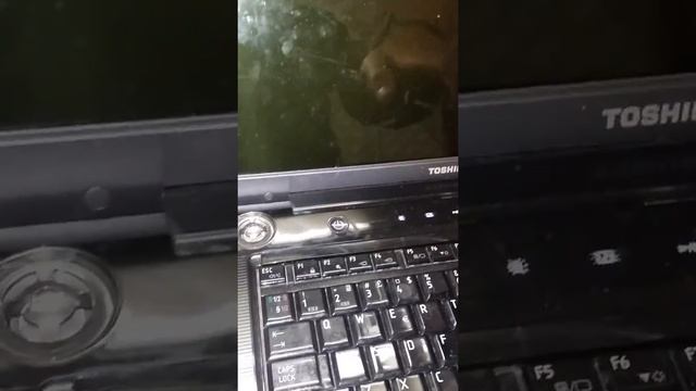 Reset Toshiba Satellite смотреть онлайн
