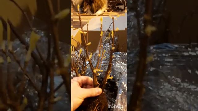 Получил посылку с гортензиями, а весна задерживается. Что дальше?