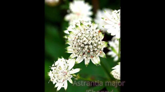 Astrantia flowers смотреть онлайн