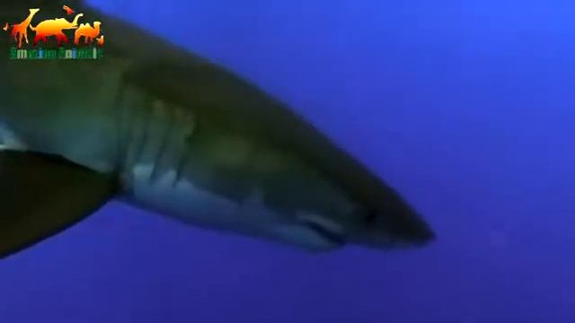 Акула нагадила на любопытных дайверов. Ужас! / Издевательство акулы над дайверами - Редкие кадры смотреть онлайн