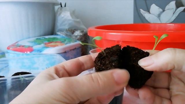 Гацания из семян. Пикировка рассады. смотреть онлайн