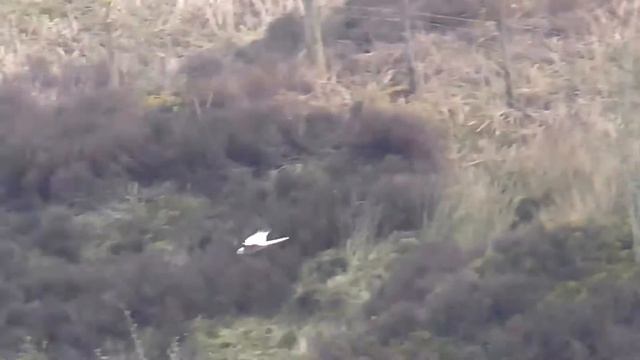 PALLID HARRIER Compilation - Dunsop Bridge - Circus macrourus смотреть онлайн