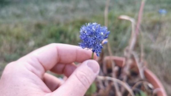 Best plants for insect pollinators: Allium caeruleum, the blue ornamental onion care and cultivatio