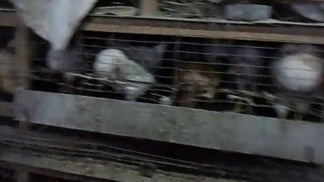 Как бороться с расклевом у кур несушек смотреть онлайн