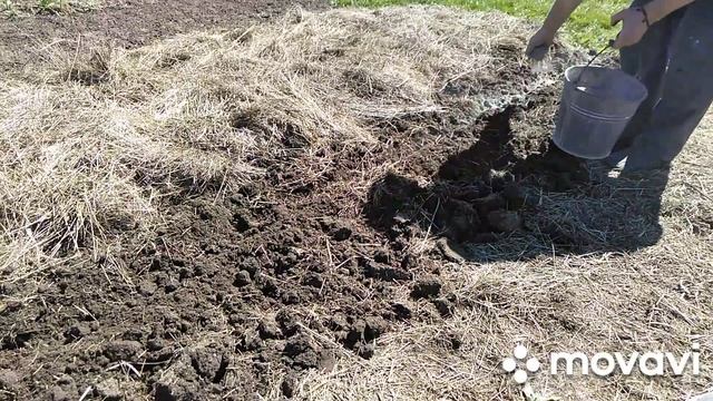 Сажаю картошку под солому,сено. смотреть онлайн